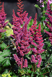 Visions in Red Chinese Astilbe (Astilbe chinensis 'Visions in Red') at Harvard Nursery