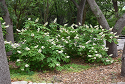 Oakleaf Hydrangea (Hydrangea quercifolia) at Harvard Nursery