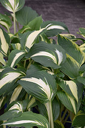 Night Before Christmas Hosta (Hosta 'Night Before Christmas') at Harvard Nursery