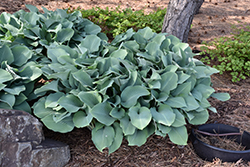 Krossa Regal Hosta (Hosta 'Krossa Regal') at Harvard Nursery