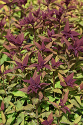 Double Play Doozie Spirea (Spiraea 'NCSX2') at Harvard Nursery