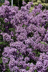 Bloomerang Dark Purple Lilac (Syringa 'SMSJBP7') at Harvard Nursery