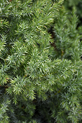 Star Power Juniper (Juniperus 'J.N. Select Blue') at Harvard Nursery