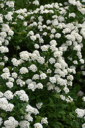 Tor Spirea (Spiraea betulifolia 'Tor') at Harvard Nursery