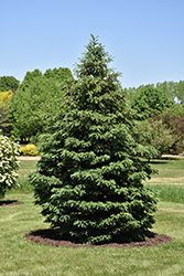 Black Hills Spruce (Picea glauca var. densata) at Harvard Nursery