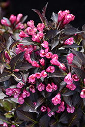 Spilled Wine Weigela (Weigela florida 'Bokraspiwi') at Harvard Nursery