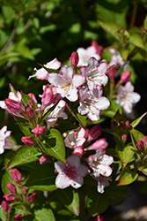 Carnaval Weigela (Weigela 'Courtalor') at Harvard Nursery