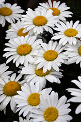 Snowcap Shasta Daisy (Leucanthemum x superbum 'Snowcap') at Harvard Nursery