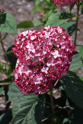 Invincibelle Ruby Hydrangea (Hydrangea arborescens 'NCHA3') at Harvard Nursery