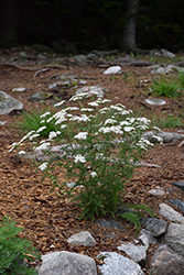 Common Yarrow (Achillea millefolium) at Harvard Nursery