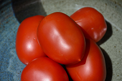 Roma Tomato (Solanum lycopersicum 'Roma') at Harvard Nursery