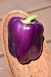 Purple Beauty Pepper (Capsicum annuum 'Purple Beauty') at Harvard Nursery