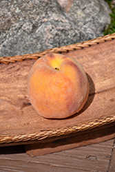Early Elberta Peach (Prunus persica 'Early Elberta') at Harvard Nursery