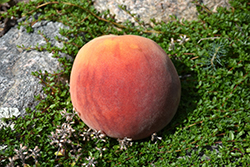 Frost Peach (Prunus persica 'Frost') at Harvard Nursery