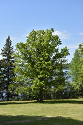 Bur Oak (Quercus macrocarpa) at Harvard Nursery
