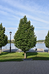 Greenspire Linden (Tilia cordata 'Greenspire') at Harvard Nursery