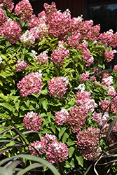 Vanilla Strawberry Hydrangea (Hydrangea paniculata 'Renhy') at Harvard Nursery