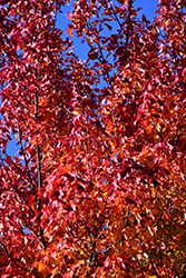 Red Maple (Acer rubrum) at Harvard Nursery