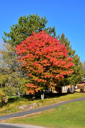 Red Maple (Acer rubrum) at Harvard Nursery