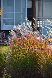 Flame Grass (Miscanthus sinensis 'Purpurascens') at Harvard Nursery