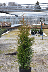 Northern Spire Giant Arborvitae (Thuja plicata 'Northern Spire') at Harvard Nursery