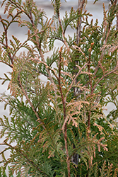 Northern Spire Giant Arborvitae (Thuja plicata 'Northern Spire') at Harvard Nursery