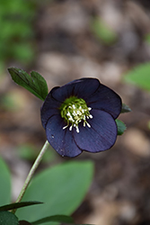 Honeymoon New York Night Hellebore (Helleborus 'New York Night') at Harvard Nursery