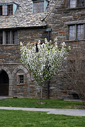 Adirondack Flowering Crab (Malus 'Adirondack') at Harvard Nursery
