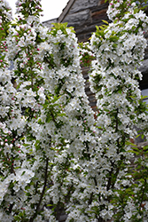 Adirondack Flowering Crab (Malus 'Adirondack') at Harvard Nursery