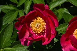 Scarlet O'Hara Peony (Paeonia 'Scarlet O'Hara') at Harvard Nursery