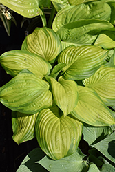Stained Glass Hosta (Hosta 'Stained Glass') at Harvard Nursery