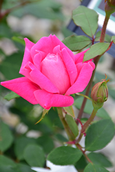 Pink Double Knock Out Rose (Rosa 'Radtkopink') at Harvard Nursery