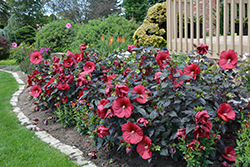 Summerific Holy Grail Hibiscus (Hibiscus 'Holy Grail') at Harvard Nursery