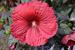 Summerific Holy Grail Hibiscus (Hibiscus 'Holy Grail') at Harvard Nursery