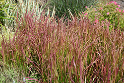 Red Baron Japanese Blood Grass (Imperata cylindrica 'Red Baron') at Harvard Nursery