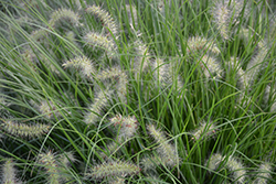 Little Bunny Dwarf Fountain Grass (Pennisetum alopecuroides 'Little Bunny') at Harvard Nursery