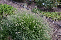 Little Bunny Dwarf Fountain Grass (Pennisetum alopecuroides 'Little Bunny') at Harvard Nursery