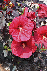 Summerific Holy Grail Hibiscus (Hibiscus 'Holy Grail') at Harvard Nursery