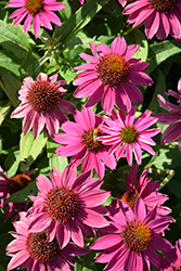PowWow Wild Berry Coneflower (Echinacea purpurea 'PowWow Wild Berry') at Harvard Nursery