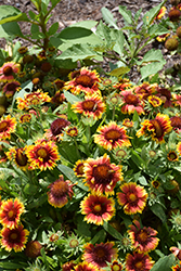 Arizona Sun Blanket Flower (Gaillardia x grandiflora 'Arizona Sun') at Harvard Nursery