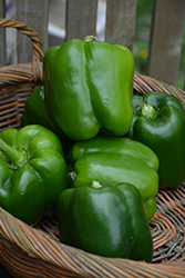 California Wonder Sweet Pepper (Capsicum annuum 'California Wonder') at Harvard Nursery