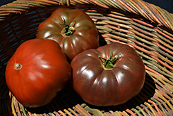 Cherokee Purple Tomato (Solanum lycopersicum 'Cherokee Purple') at Harvard Nursery