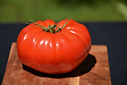 Champion Tomato (Solanum lycopersicum 'Champion') at Harvard Nursery