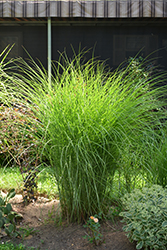 Gracillimus Maiden Grass (Miscanthus sinensis 'Gracillimus') at Harvard Nursery