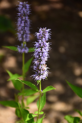 Blue Fortune Anise Hyssop (Agastache 'Blue Fortune') at Harvard Nursery