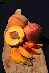 Elberta Peach (Prunus persica 'Elberta') at Harvard Nursery