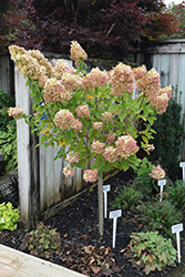 Limelight Hydrangea (tree form) (Hydrangea paniculata 'Limelight (tree form)') at Harvard Nursery