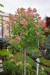 Quick Fire Hydrangea (tree form) (Hydrangea paniculata 'Bulk') at Harvard Nursery