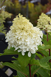 Limelight Prime Hydrangea (Hydrangea paniculata 'SMNHPPH') at Harvard Nursery