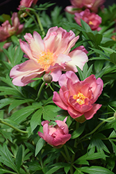 Julia Rose Peony (Paeonia 'Julia Rose') at Harvard Nursery